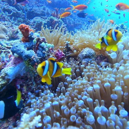 ホテル White Coral Rasdhoo エクステリア 写真